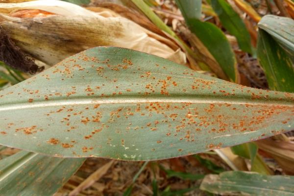 玉米锈病的原因，可能是菌源充足、品种抗性差等