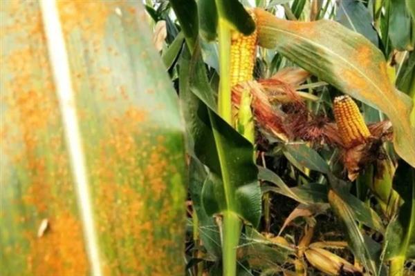 玉米锈病的原因，可能是菌源充足、品种抗性差等