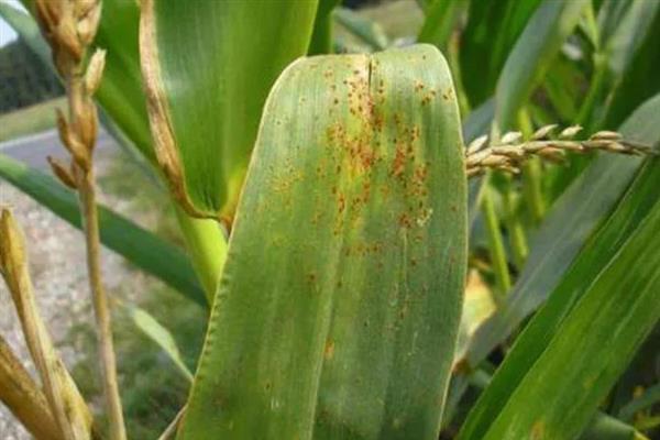玉米锈病的原因，可能是菌源充足、品种抗性差等