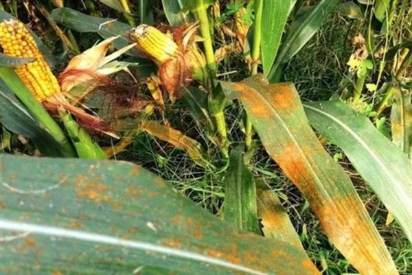 玉米锈病的原因，可能是菌源充足、品种抗性差等
