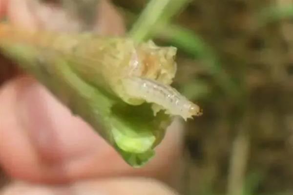 水稻钻心虫的危害表现，分蘖期受害会出现枯鞘等情况