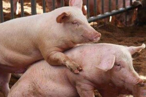母猪产后咬小猪仔的原因，一般是饮水不足、饥饿或营养不良等因素导致