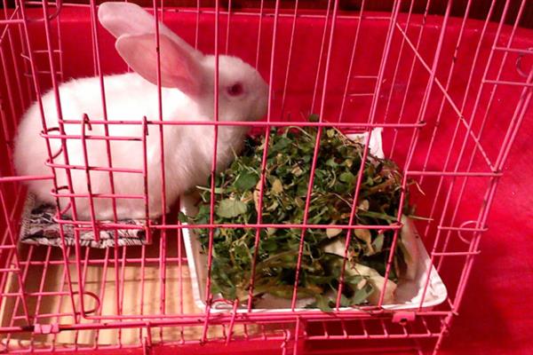 养兔子有哪些风险，品种的选择是成败的基础