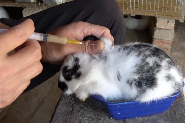养兔子有哪些风险，品种的选择是成败的基础