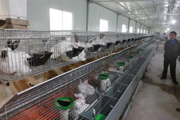 养兔子有哪些风险，品种的选择是成败的基础