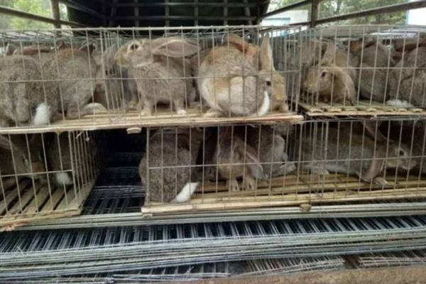 养兔子有哪些风险，品种的选择是成败的基础