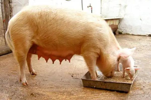 母猪产后咬小猪仔的原因，一般是饮水不足、饥饿或营养不良等因素导致