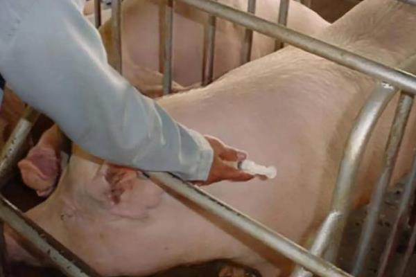母猪产后咬小猪仔的原因，一般是饮水不足、饥饿或营养不良等因素导致
