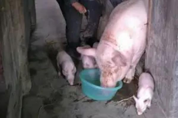 母猪产后咬小猪仔的原因，一般是饮水不足、饥饿或营养不良等因素导致