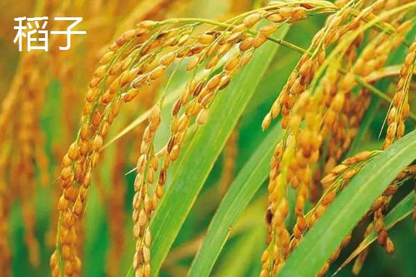 麦子的成熟时间，大多为6-8月份左右