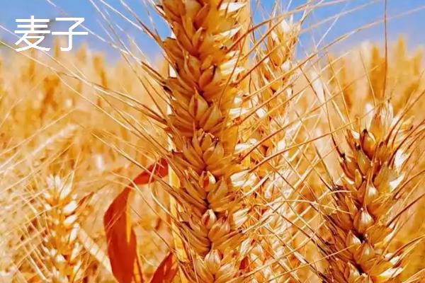 麦子的成熟时间，大多为6-8月份左右