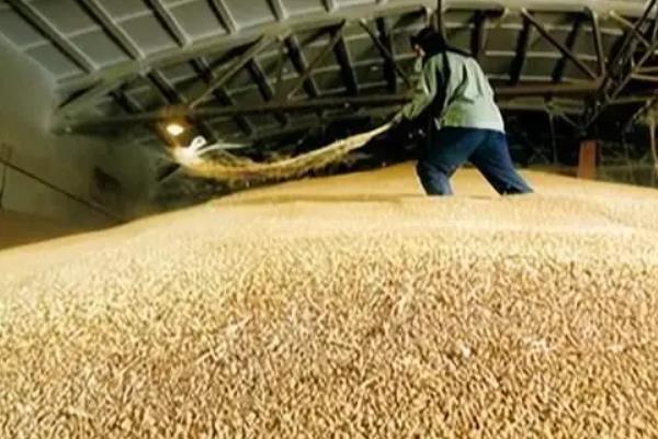 麦子的成熟时间，大多为6-8月份左右