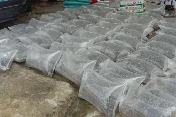 鱼苗运输的注意事项，尽可能减少对鱼苗的伤害