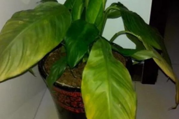 一帆风顺的叶子尖发黄的原因，可能是强光的直射所致