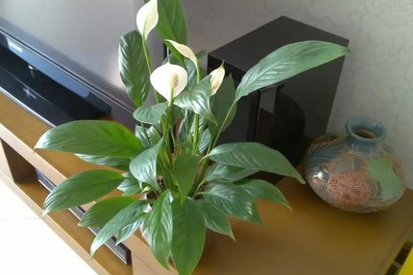 一帆风顺的叶子尖发黄的原因，可能是强光的直射所致