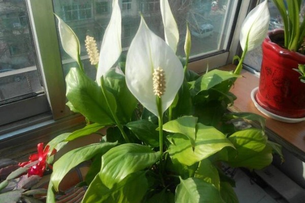 一帆风顺的叶子尖发黄的原因，可能是强光的直射所致