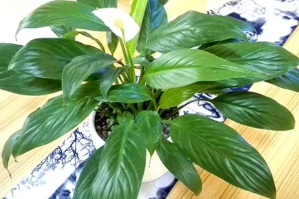 一帆风顺的叶子尖发黄的原因，可能是强光的直射所致