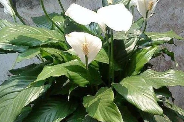 一帆风顺的叶子尖发黄的原因，可能是强光的直射所致