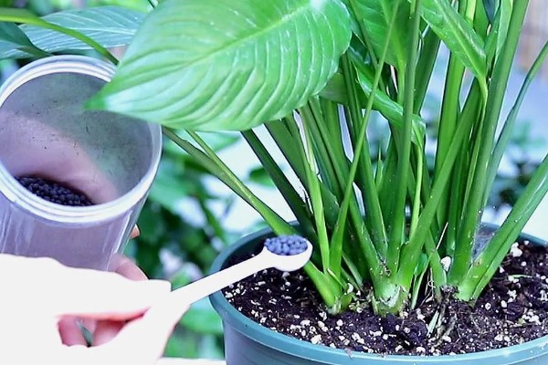 一帆风顺的叶子尖发黄的原因，可能是强光的直射所致