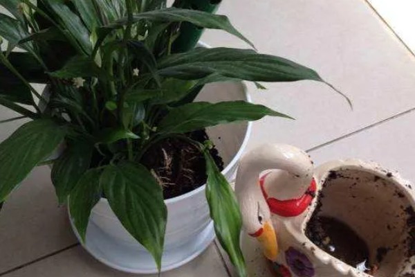 一帆风顺的叶子尖发黄的原因，可能是强光的直射所致