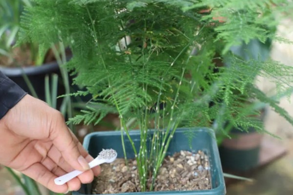 文竹可以扦插吗,文竹可以进行扦插繁殖