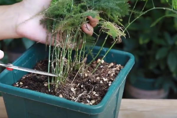 文竹可以扦插吗,文竹可以进行扦插繁殖