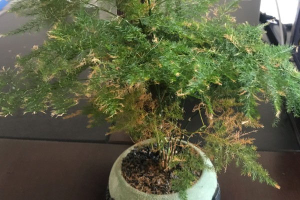 文竹可以扦插吗,文竹可以进行扦插繁殖