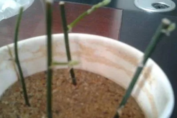 文竹可以扦插吗,文竹可以进行扦插繁殖