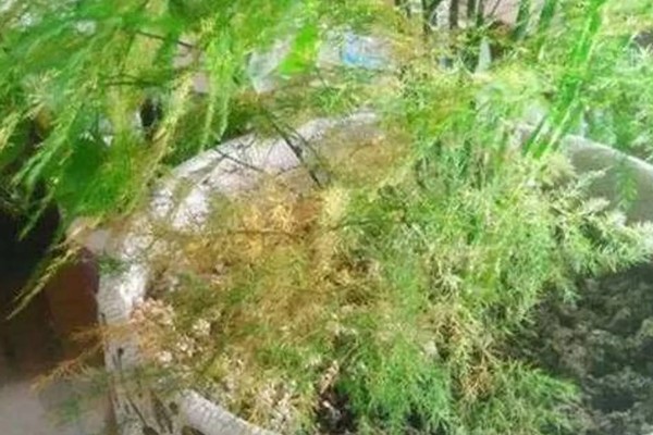 文竹可以扦插吗,文竹可以进行扦插繁殖