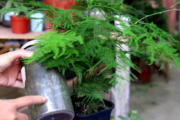 文竹可以扦插吗,文竹可以进行扦插繁殖