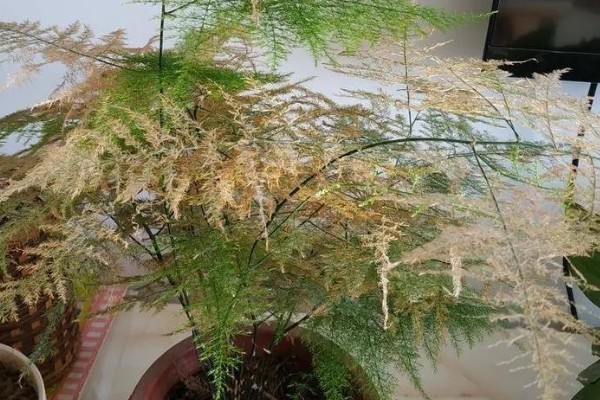 文竹可以扦插吗,文竹可以进行扦插繁殖