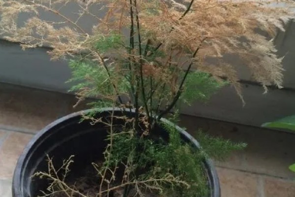 文竹可以扦插吗,文竹可以进行扦插繁殖