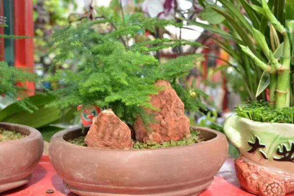 文竹可以扦插吗,文竹可以进行扦插繁殖