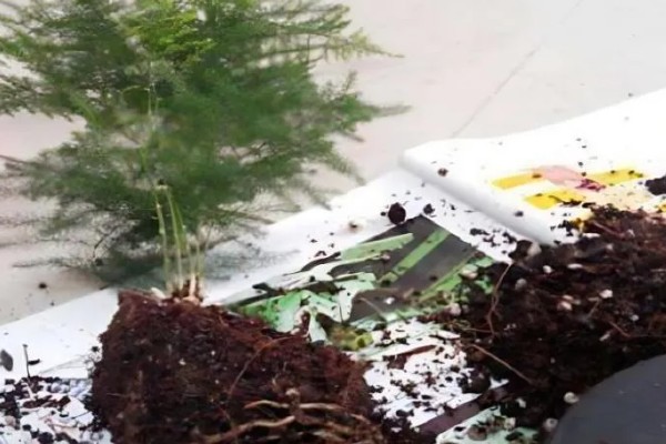 文竹可以扦插吗,文竹可以进行扦插繁殖