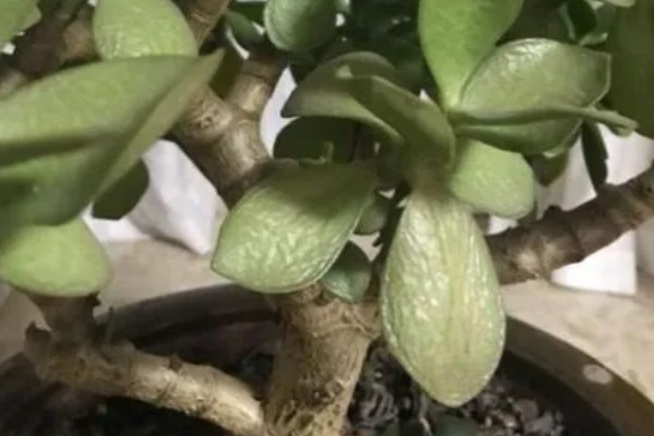 玉树叶子发黄发软发干的原因，可能是浇水过多所致