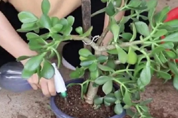 玉树叶子发黄发软发干的原因，可能是浇水过多所致