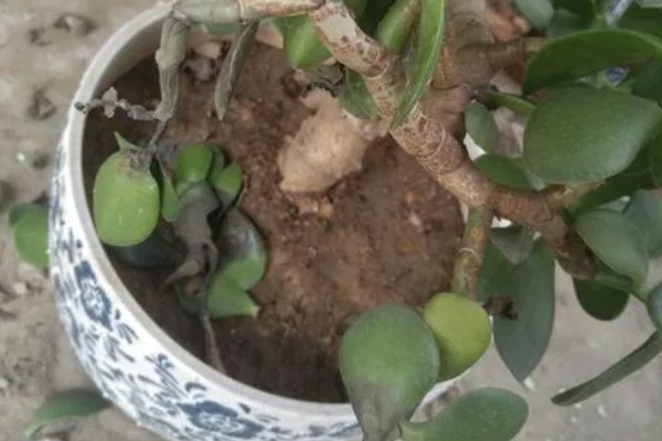 玉树叶子发黄发软发干的原因，可能是浇水过多所致