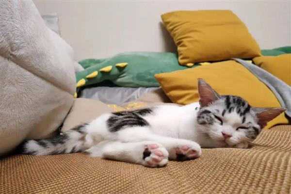 猫咪去世有什么前兆，一般身体会出现异样