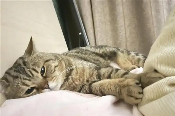 猫咪去世有什么前兆，一般身体会出现异样