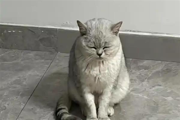 猫咪去世有什么前兆，一般身体会出现异样