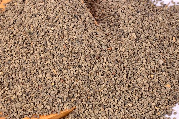 留兰香种子的价格，价格在200元左右一斤