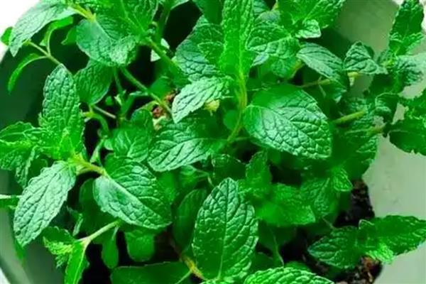 留兰香种子的价格，价格在200元左右一斤