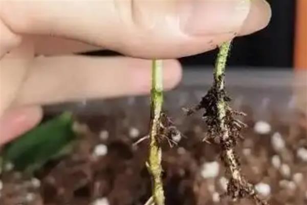 留兰香种子的价格，价格在200元左右一斤