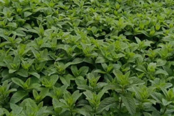 留兰香种子的价格，价格在200元左右一斤