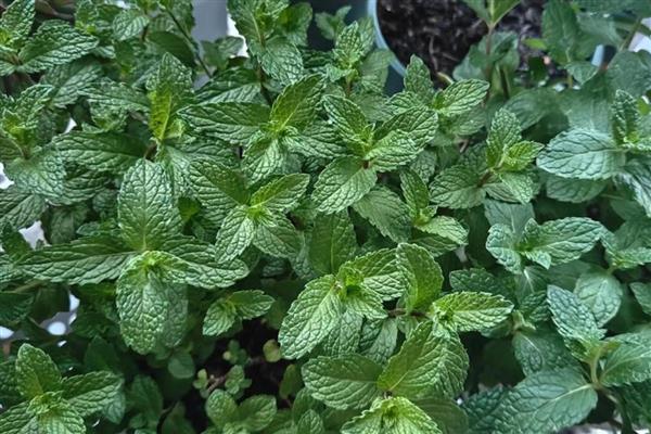 留兰香种子的价格，价格在200元左右一斤