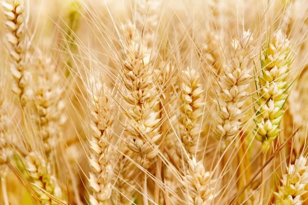 哪些食物可代替小麦,稻米、玉米等品种均可作为替代品