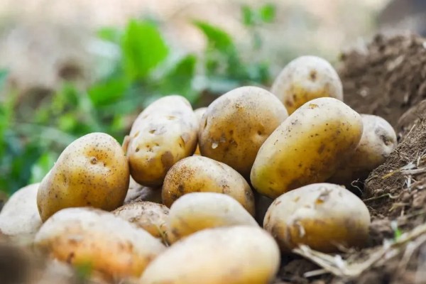 哪些食物可代替小麦,稻米、玉米等品种均可作为替代品