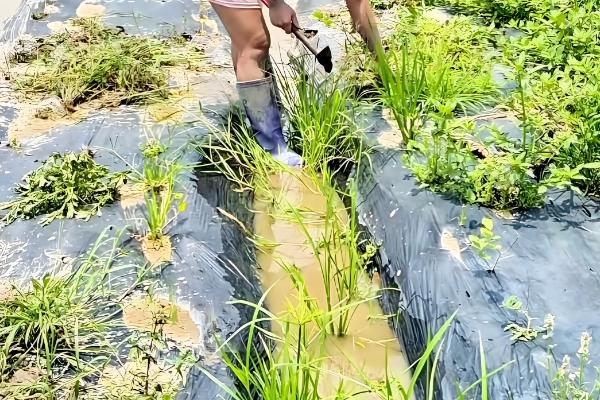 农村3月份做什么农活，可以翻地、除草等