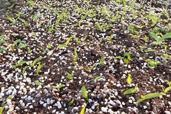 农村3月份做什么农活，可以翻地、除草等