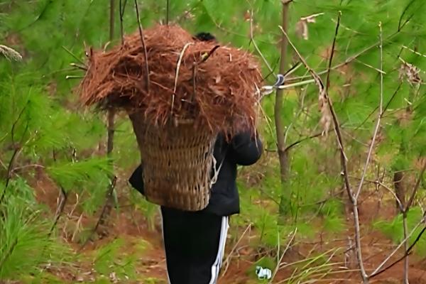 农村3月份做什么农活，可以翻地、除草等